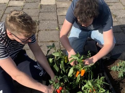 In Focus: Eurocompetence II || Making a real impact: our community garden in Uppsala!